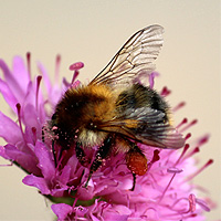 Ackerhummel