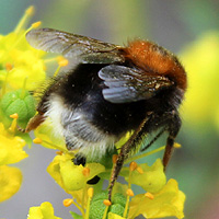 Baumhummel