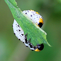 Larve der Berberitzenblattwespe