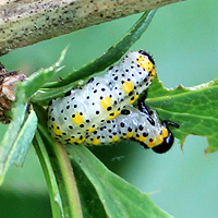 Larve der Berberitzenblattwespe