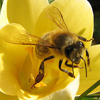 Honigbiene