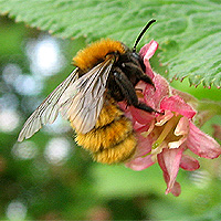 Rotpelzige Sandbiene