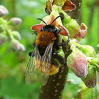 Rotpelzige Sandbiene