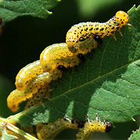 Larve der Birkenblattwespe