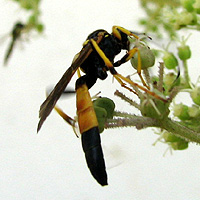 Blattwespe
