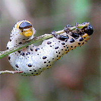 Larve der Berberitzenblattwespe