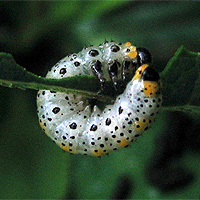 Larve der Berberitzenblattwespe