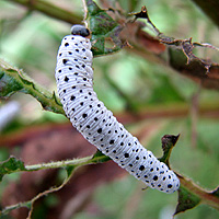 Larve der Braunwurzblattwespe