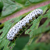 Larve der Braunwurzblattwespe