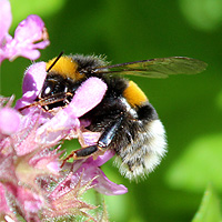 Erdhummel