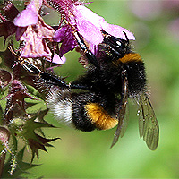 Erdhummel