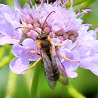 Sechsbindige Furchenbiene