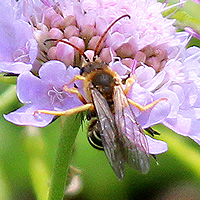 Sechsbindige Furchenbiene