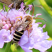 Sechsbindige Furchenbiene