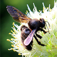Groe Holzbiene