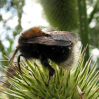 Baumhummel