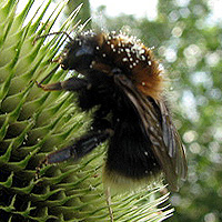 Baumhummel