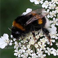Erdhummel