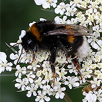 Erdhummel