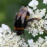 Erdhummel