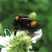 Erdhummel