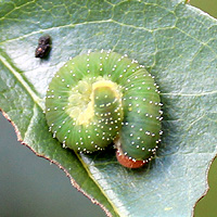 Larve der Rosenblattwespe