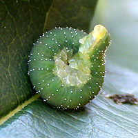 Larve der Rosenblattwespe