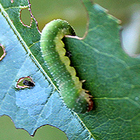 Larve der Rosenblattwespe