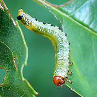 Larve der Rosenbrstenhornblattwespe