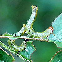 Larve der Rosenbrstenhornblattwespe