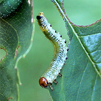 Larve der Rosenbrstenhornblattwespe