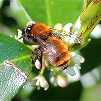 Rotpelzige Sandbiene