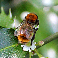 Rotpelzige Sandbiene