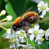 Rotpelzige Sandbiene