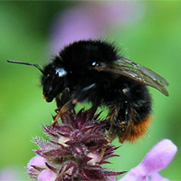 Steinhummel