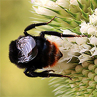 Steinhummel