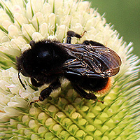 Steinhummel