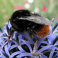 Steinhummel