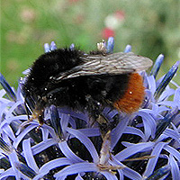 Steinhummel