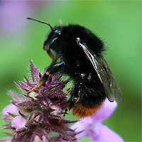 Steinhummel