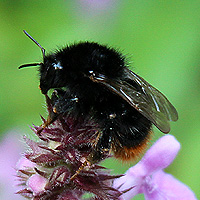 Steinhummel