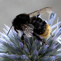 Steinhummel