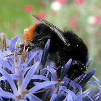 Steinhummel