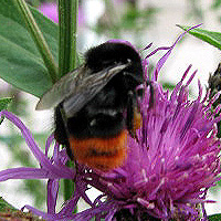 Steinhummel