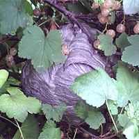 Wespennest Deutsche Wespe