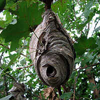 Wespennest Deutsche Wespe