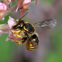 Wollbiene