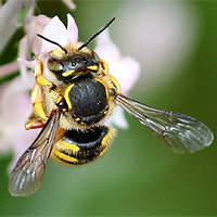Wollbiene