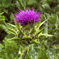 Mariendistel