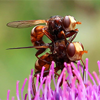 Dickkopffliege